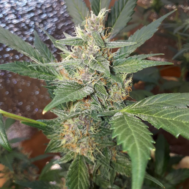 Auto Blueberry Feminised Gold