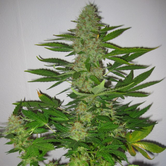 Auto LSD Feminised Silver