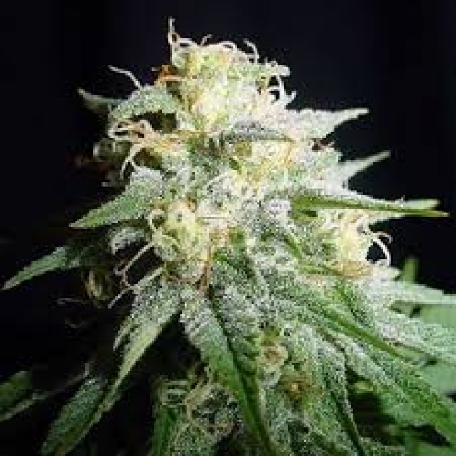 White Widow Feminised Gold